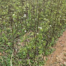 夏蜜梨（蜜雪梨2号）梨树苗子，基地培育直发，成活率高