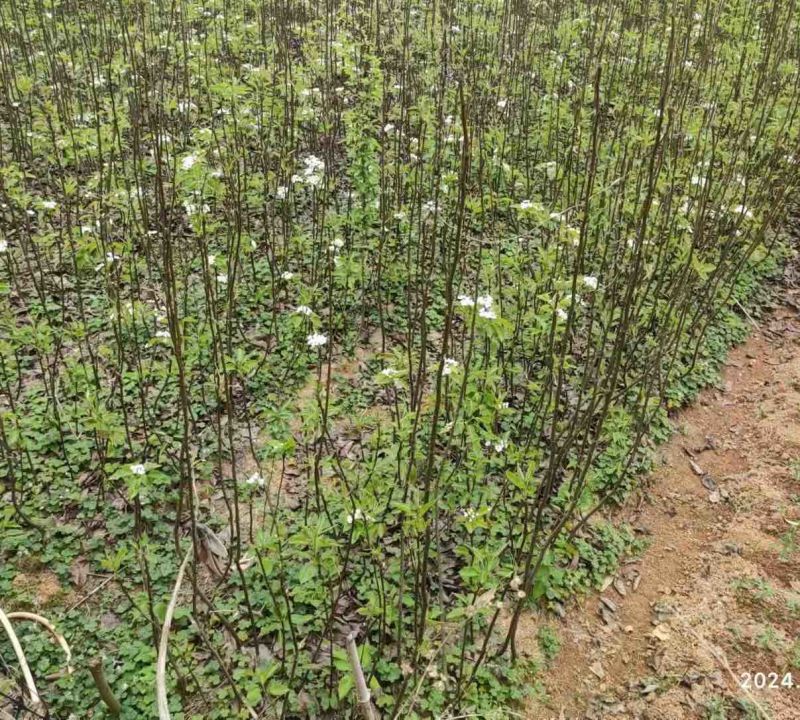 夏蜜梨（蜜雪梨2号）梨树苗子，基地培育直发，成活率高