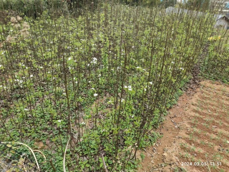 夏蜜梨（蜜雪梨2号）梨树苗子，基地培育直发，成活率高