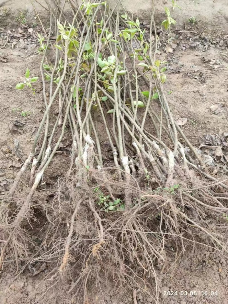 夏蜜梨（蜜雪梨2号）梨树苗子，基地培育直发，成活率高