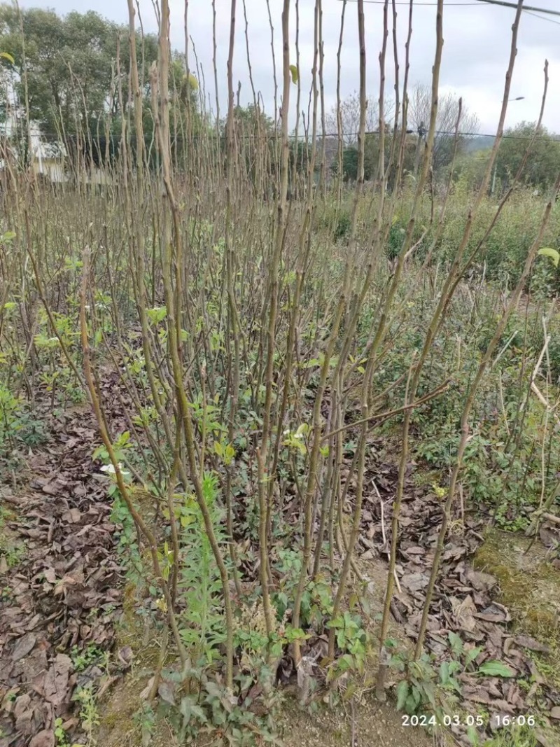夏蜜梨（蜜雪梨2号）梨树苗子，基地培育直发，成活率高