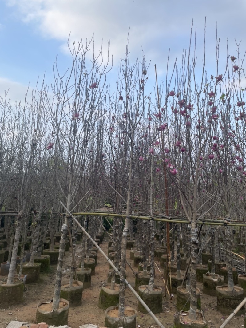 紫玉兰基地直销规格齐全质量优欢迎来电洽谈合作
