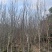 紫玉兰基地直销规格齐全质量优欢迎来电洽谈合作