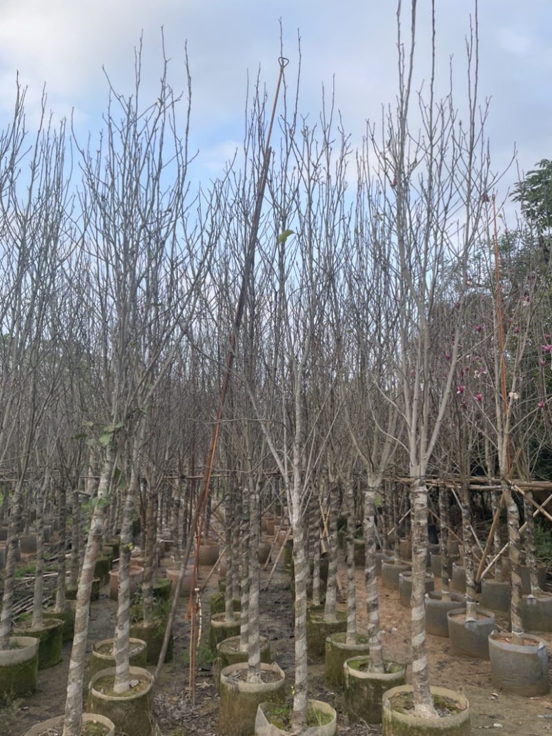 紫玉兰基地直销规格齐全质量优欢迎来电洽谈合作