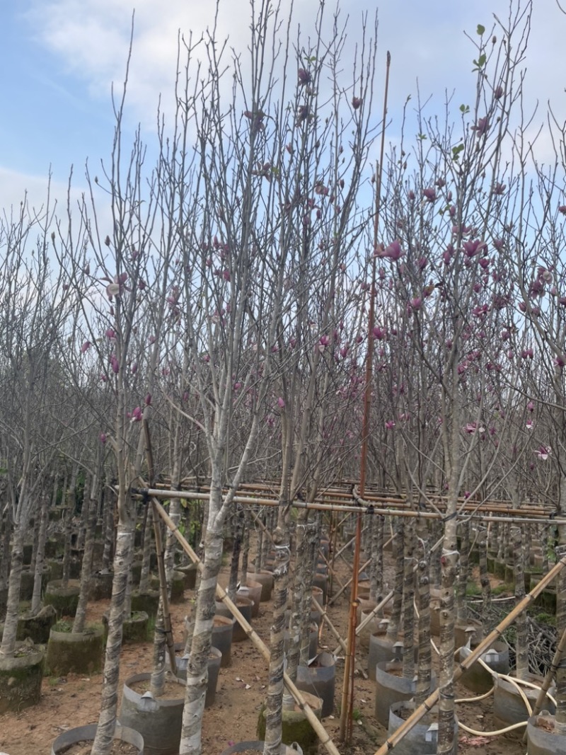 紫玉兰基地直销规格齐全质量优欢迎来电洽谈合作