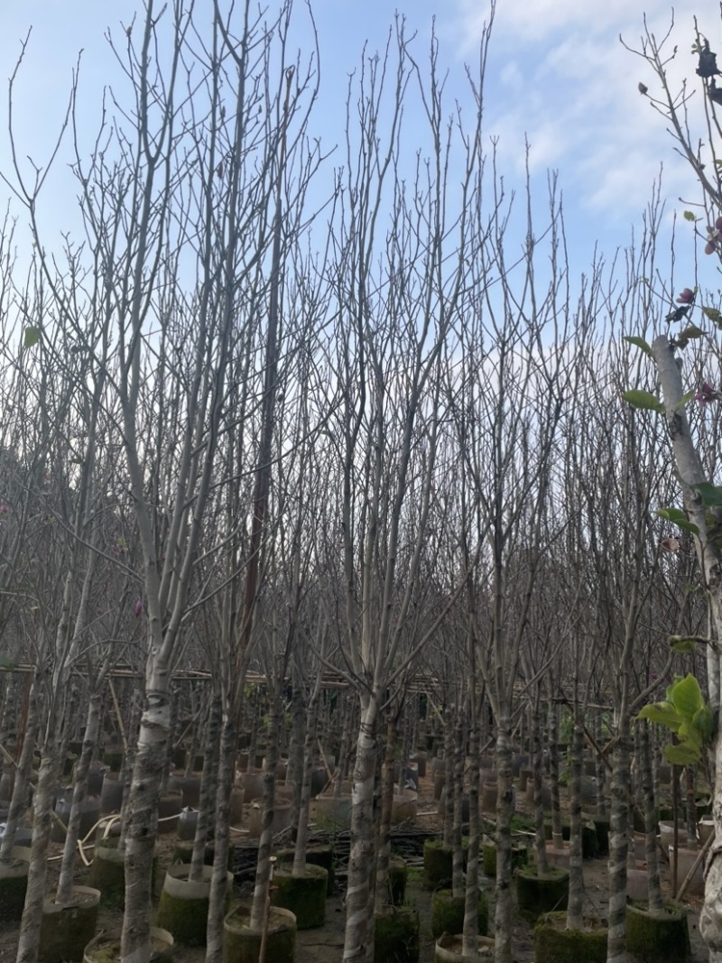 紫玉兰基地直销规格齐全质量优欢迎来电洽谈合作
