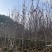 紫玉兰基地直销规格齐全质量优欢迎来电洽谈合作