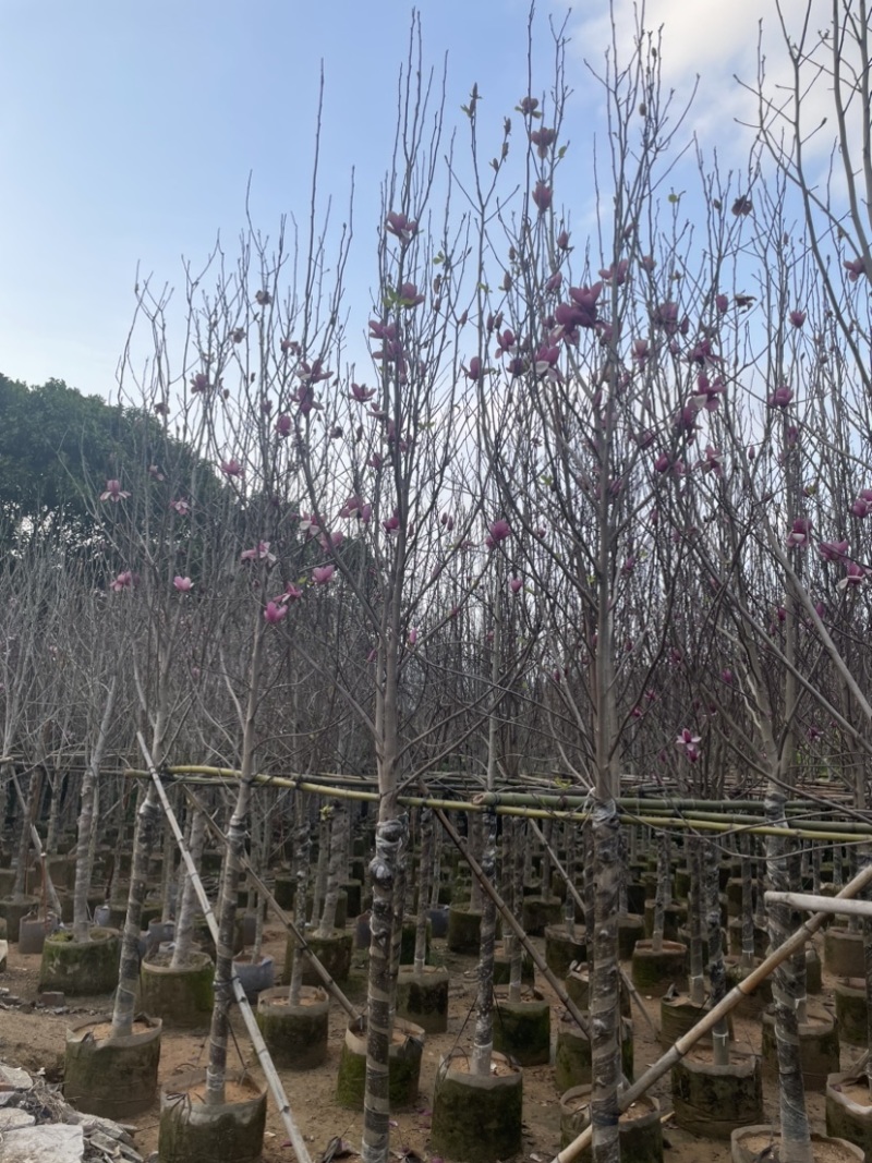 紫玉兰基地直销规格齐全质量优欢迎来电洽谈合作