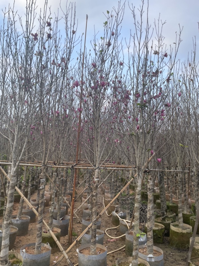 紫玉兰基地直销规格齐全质量优欢迎来电洽谈合作