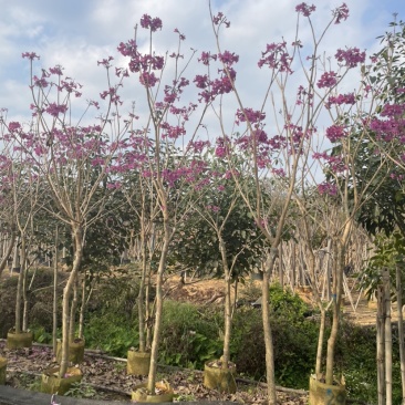 紫花风铃木基地直销规格齐全质量优，欢迎来电洽谈合作