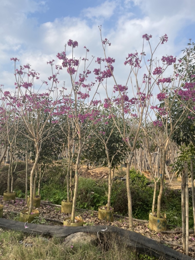 紫花风铃木基地直销规格齐全质量优，欢迎来电洽谈合作