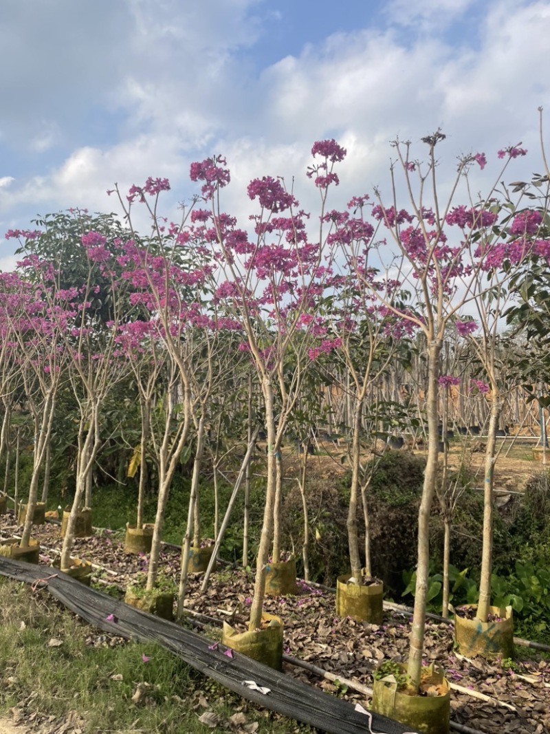 紫花风铃木基地直销规格齐全质量优，欢迎来电洽谈合作