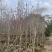 紫花风铃木基地直销规格齐全质量优，欢迎来电洽谈合作