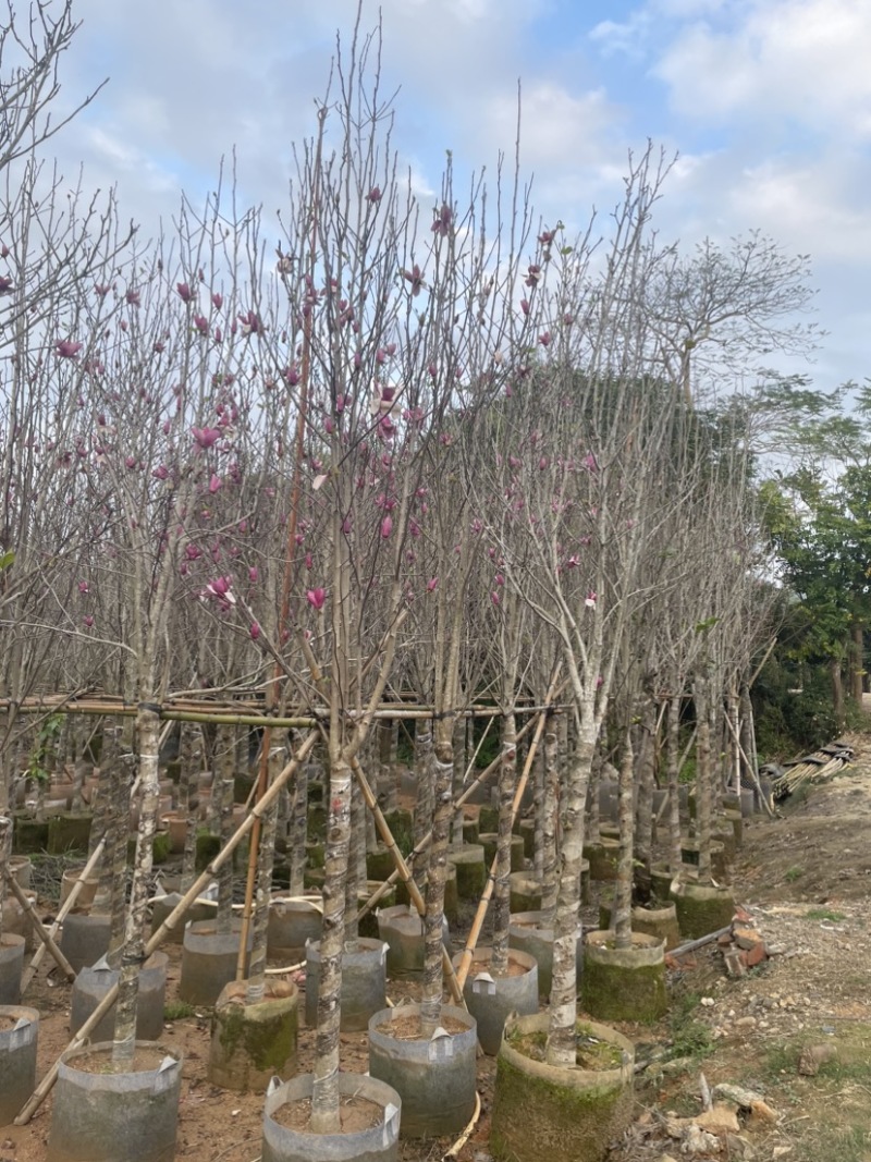 紫花风铃木基地直销规格齐全质量优，欢迎来电洽谈合作
