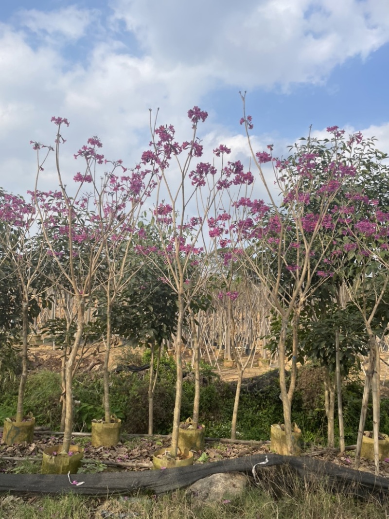 紫花风铃木基地直销规格齐全质量优，欢迎来电洽谈合作