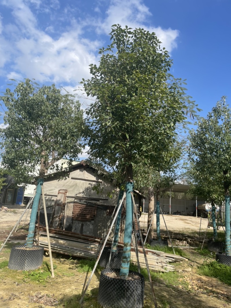 香樟养冠苗基地直销规格齐全质量优欢迎来电洽谈合作