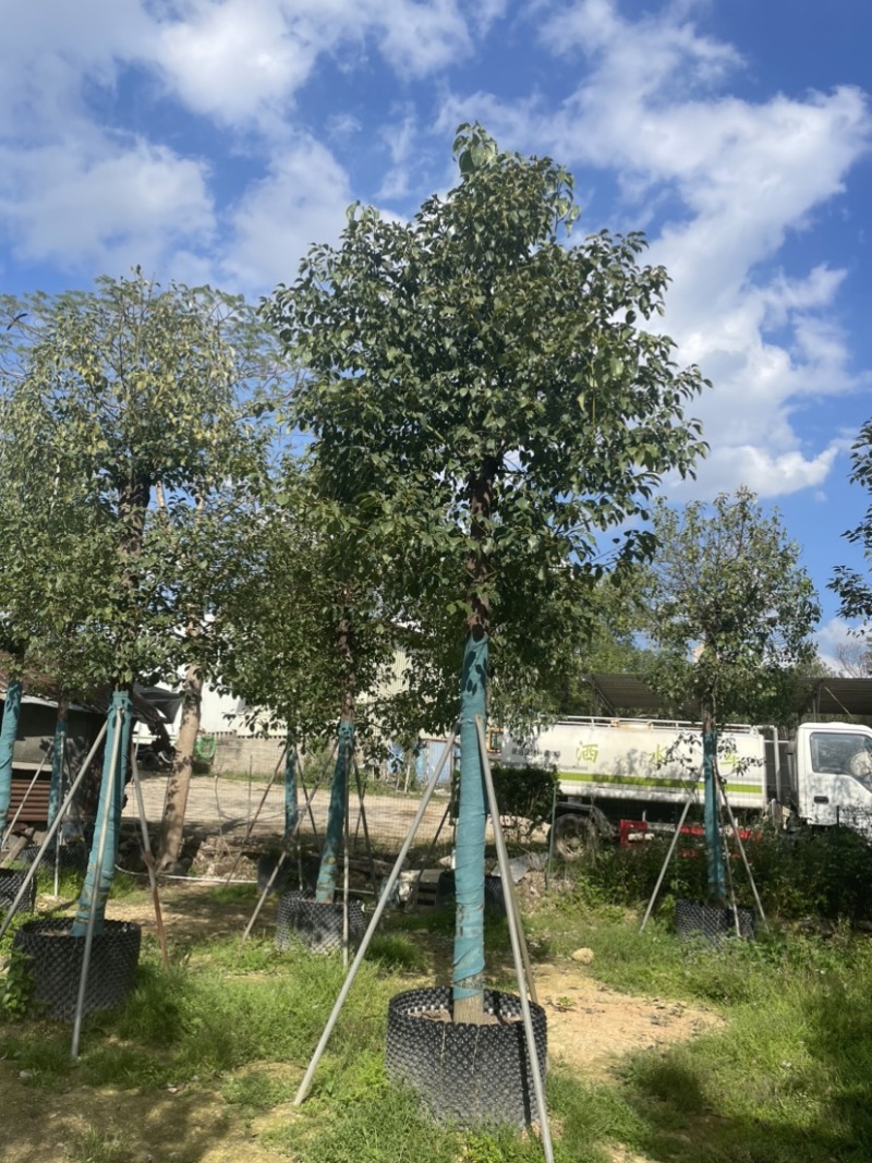 香樟养冠苗基地直销规格齐全质量优欢迎来电洽谈合作
