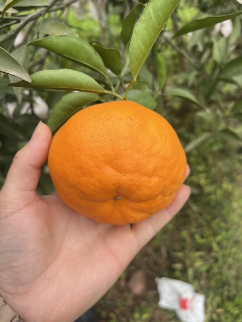 四川耙耙柑，春见耙耙柑，精品耙耙柑，纯甜耙耙柑