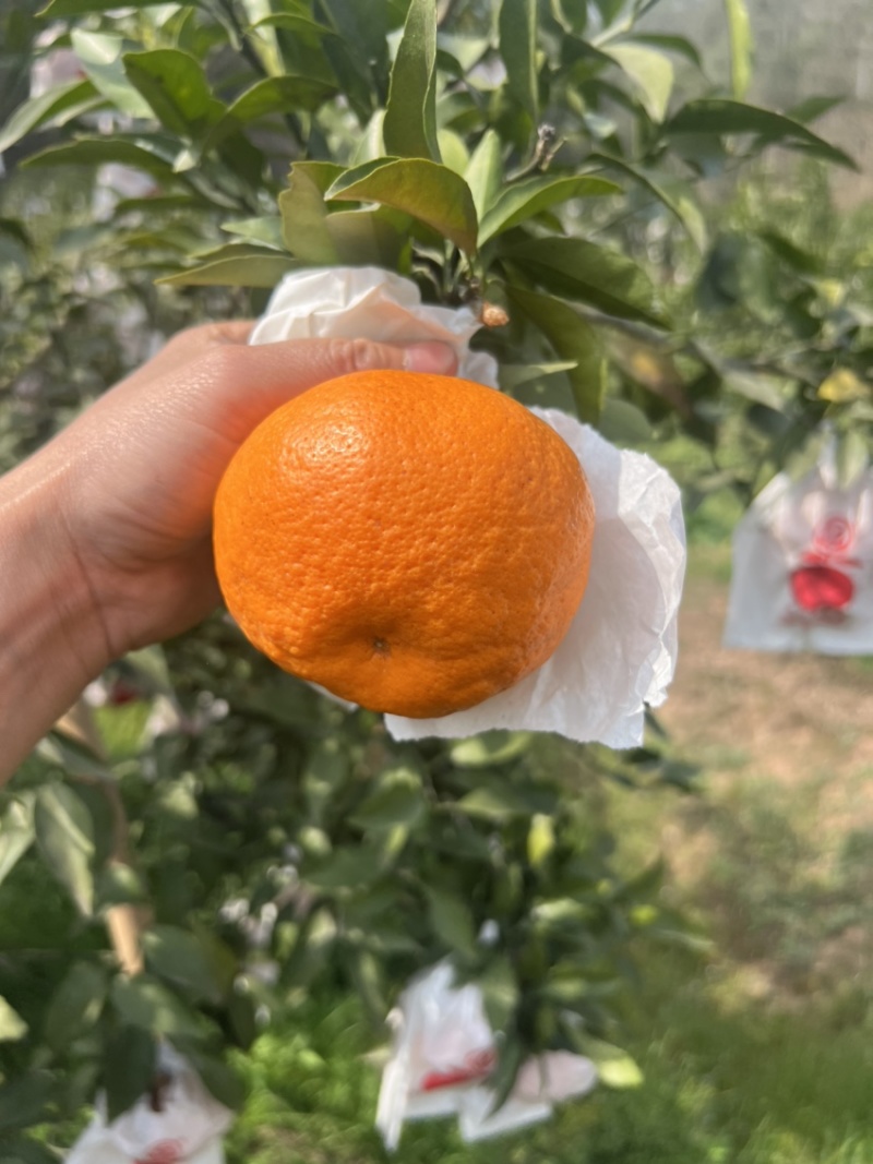 四川耙耙柑，春见耙耙柑，精品耙耙柑，纯甜耙耙柑
