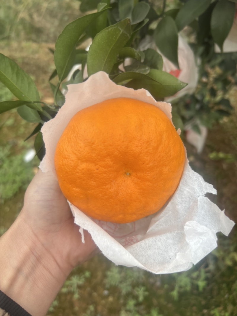 四川耙耙柑，春见耙耙柑，精品耙耙柑，纯甜耙耙柑