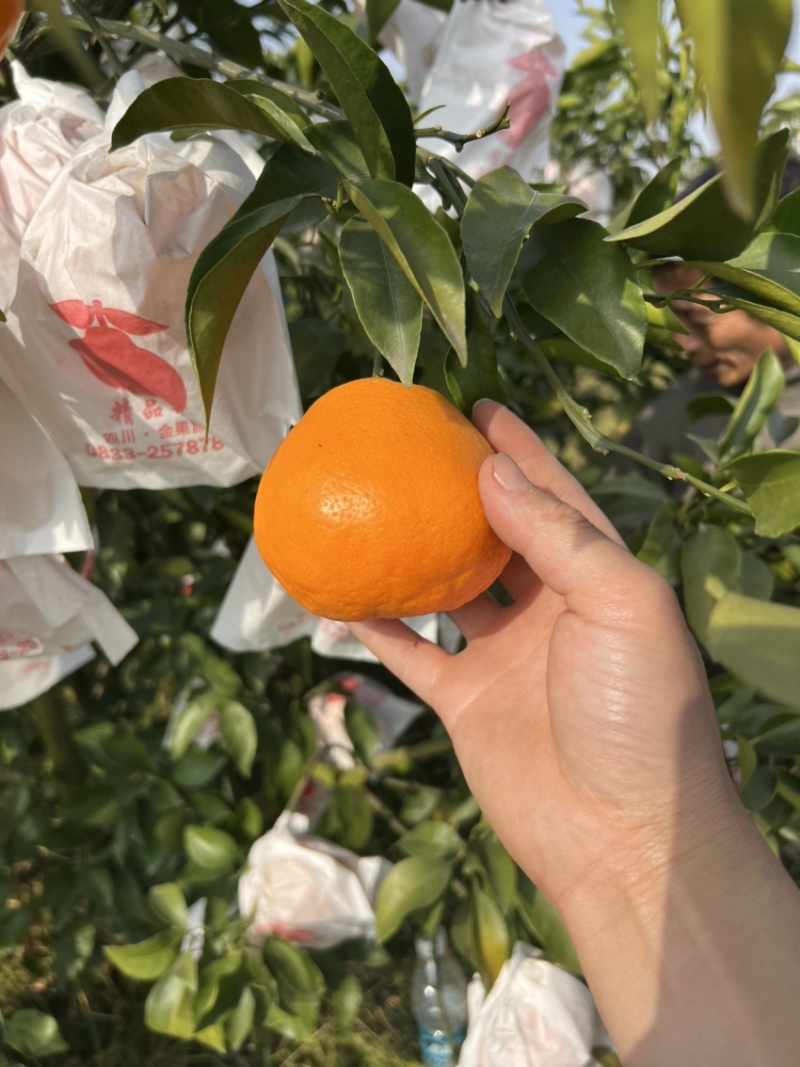 四川耙耙柑，春见耙耙柑，精品耙耙柑，纯甜耙耙柑