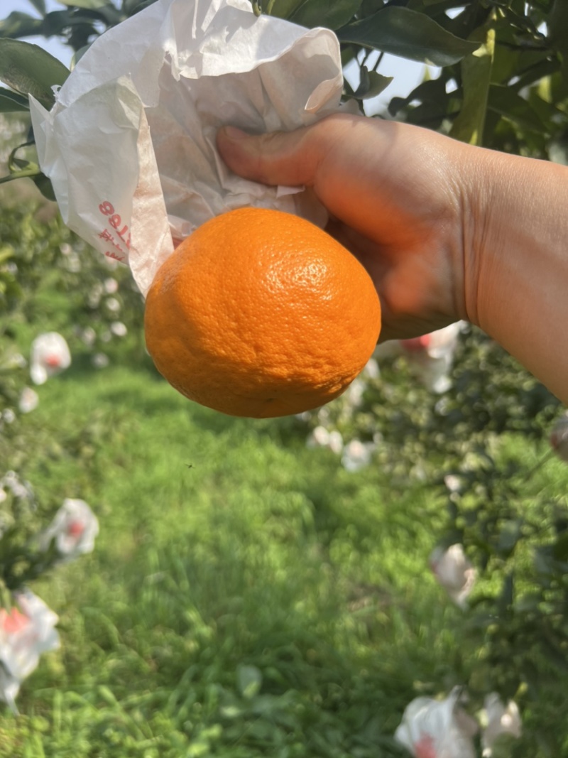 四川耙耙柑，春见耙耙柑，精品耙耙柑，纯甜耙耙柑
