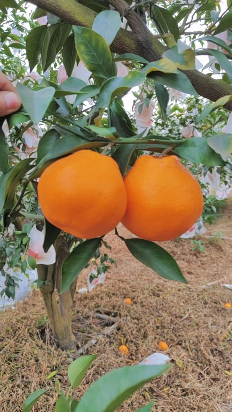 四川耙耙柑，春见耙耙柑，精品耙耙柑，纯甜耙耙柑