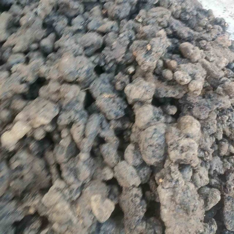 统货猪苓