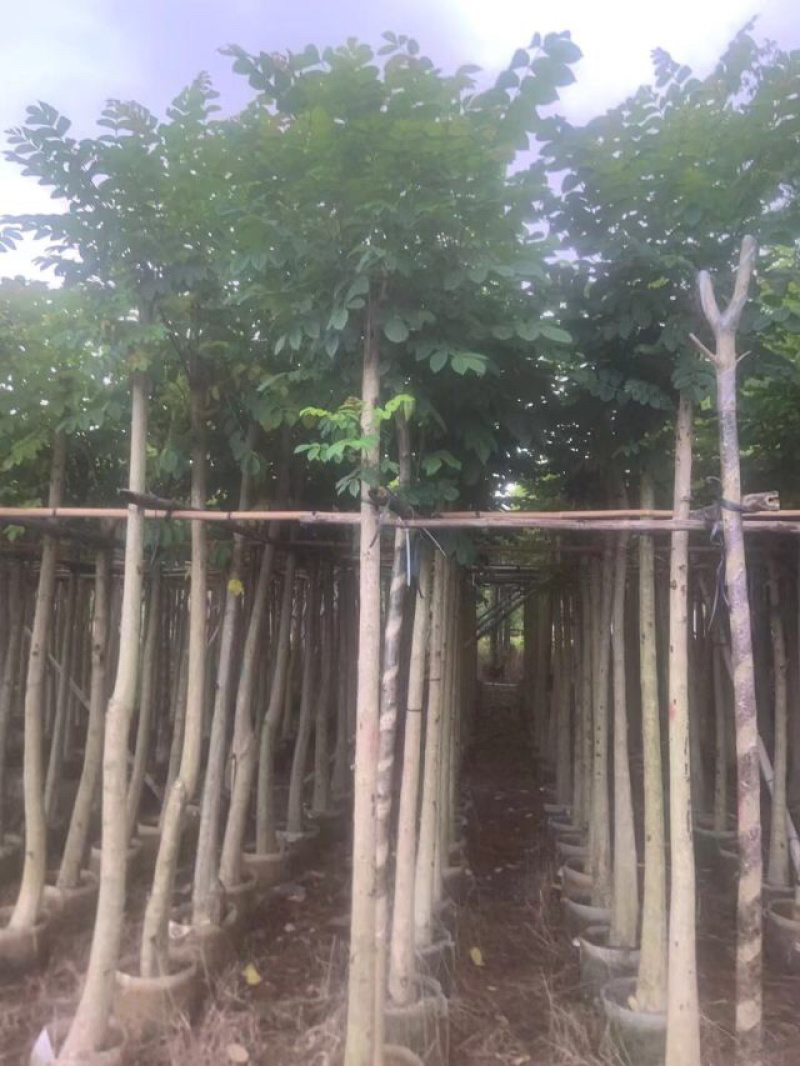 火焰木基地直销规格齐全有需要的老板们欢迎来电洽谈