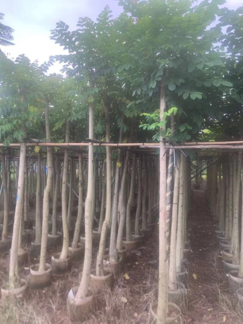 火焰木基地直销规格齐全有需要的老板们欢迎来电洽谈