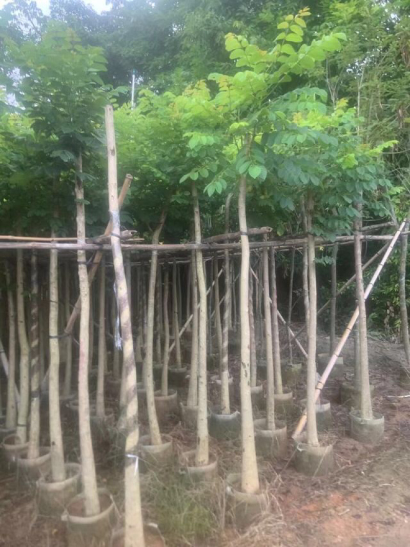 火焰木基地直销规格齐全有需要的老板们欢迎来电洽谈