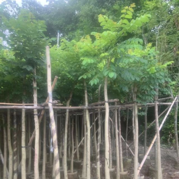 火焰木基地直销规格齐全有需要的老板们欢迎来电洽谈