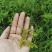 莓茶藤茶大量批发一件代发