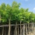黄花梨基地直销规格齐全质量好欢迎前来咨询合作