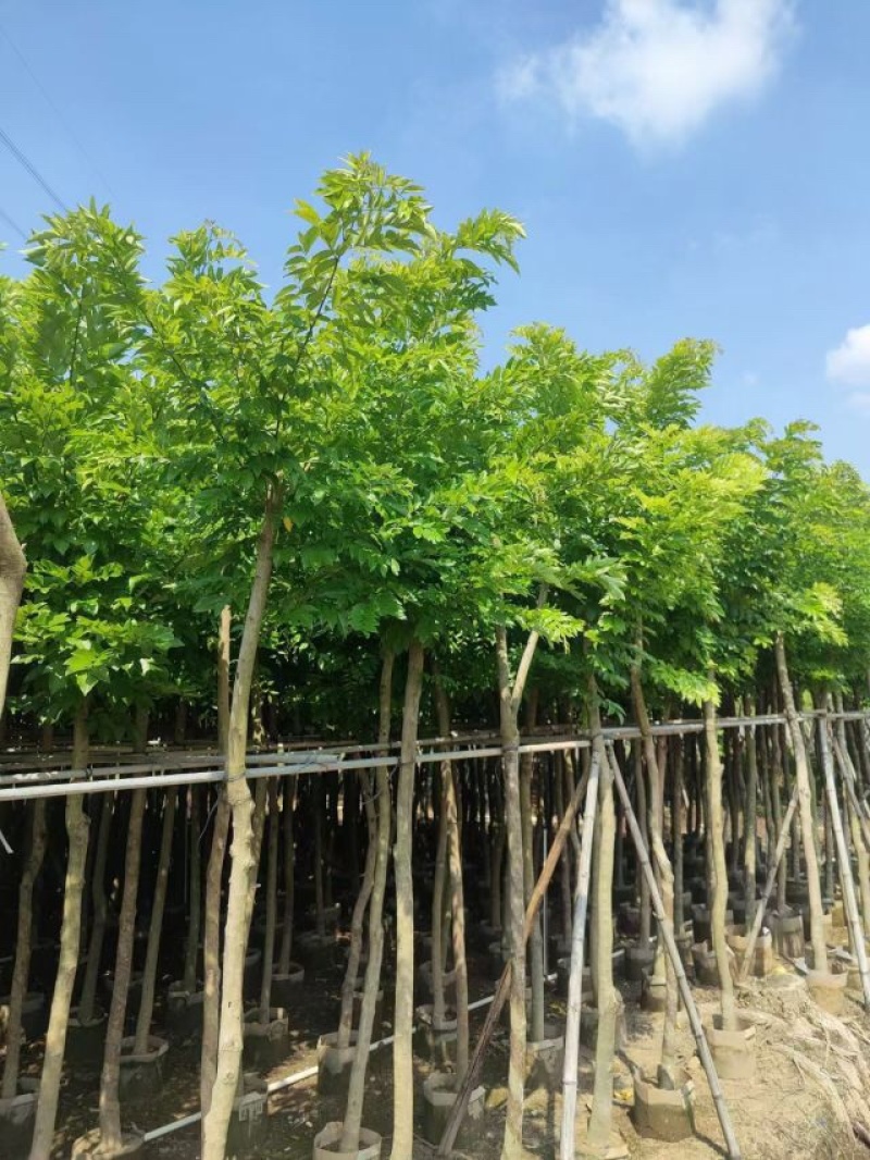黄花梨基地直销规格齐全质量好欢迎前来咨询合作