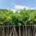 黄花梨基地直销规格齐全质量好欢迎前来咨询合作