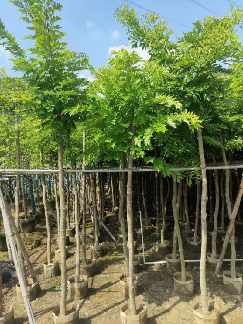 黄花梨基地直销规格齐全质量好欢迎前来咨询合作