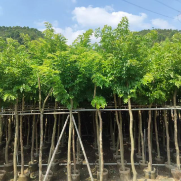 黄花梨基地直销规格齐全质量好欢迎前来咨询合作