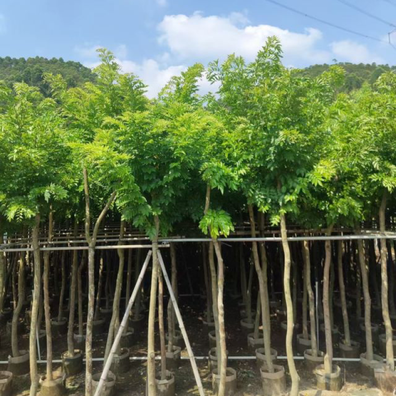 黄花梨基地直销规格齐全质量好欢迎前来咨询合作