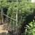 罗汉松小苗基地直销规格齐全欢迎各位老板们来电洽谈合作