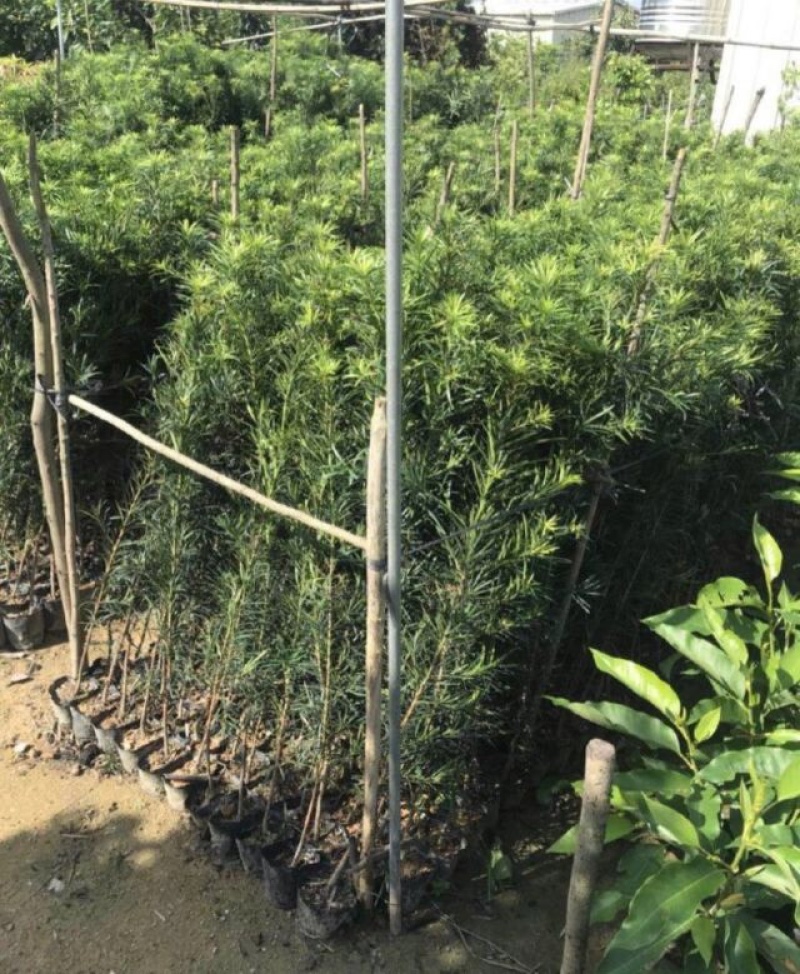罗汉松小苗基地直销规格齐全欢迎各位老板们来电洽谈合作