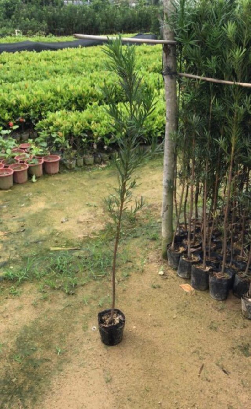 罗汉松小苗基地直销规格齐全欢迎各位老板们来电洽谈合作