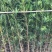 罗汉松小苗基地直销规格齐全欢迎各位老板们来电洽谈合作