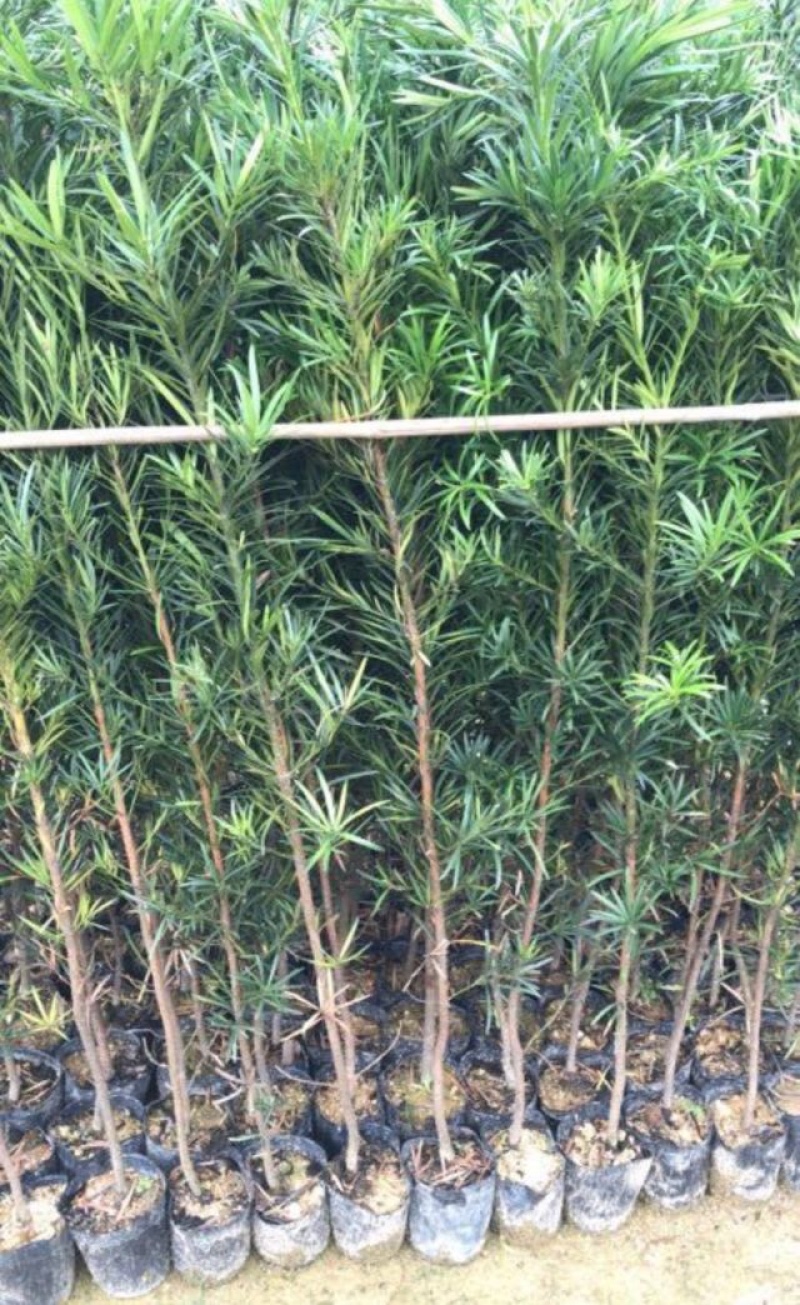 罗汉松小苗基地直销规格齐全欢迎各位老板们来电洽谈合作
