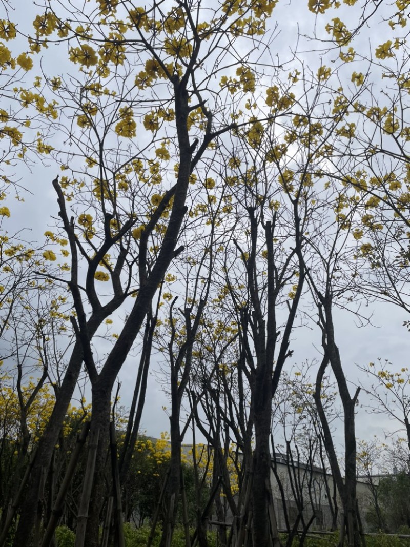 黄花风铃木基地直销规格齐全质量优，欢迎前来咨询合作