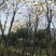 黄花风铃木基地直销规格齐全质量优，欢迎前来咨询合作