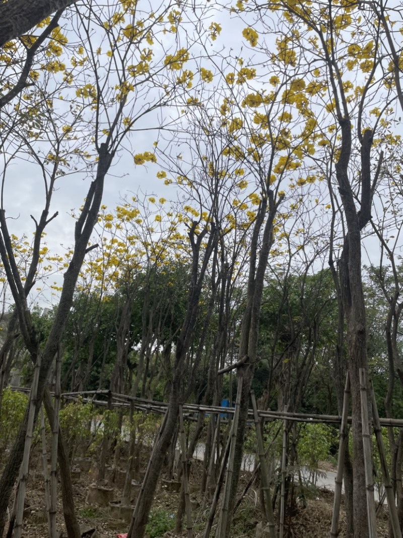 黄花风铃木基地直销规格齐全质量优，欢迎前来咨询合作