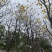 黄花风铃木基地直销规格齐全质量优，欢迎前来咨询合作