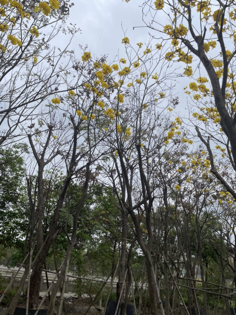 黄花风铃木基地直销规格齐全质量优，欢迎前来咨询合作