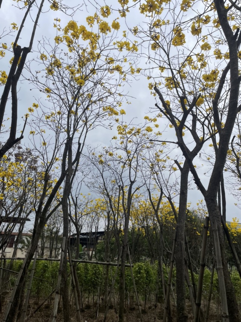 黄花风铃木基地直销规格齐全质量优，欢迎前来咨询合作